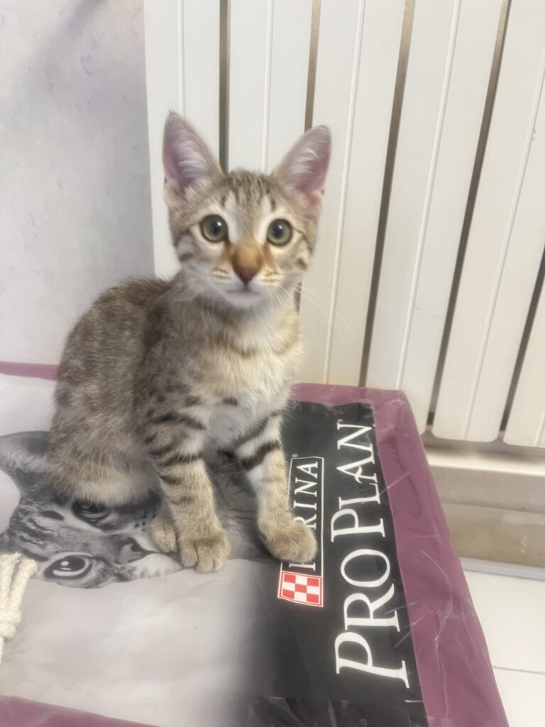 پسر ۴ ماهه شیطون و بامزه