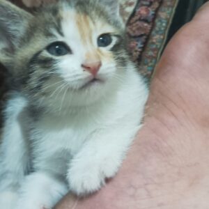 واگذاری بچه گربه
