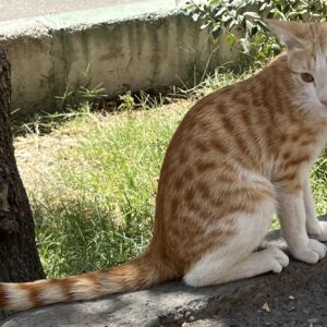 واگذاری گربه dsh نر نارنجی سه ماهه