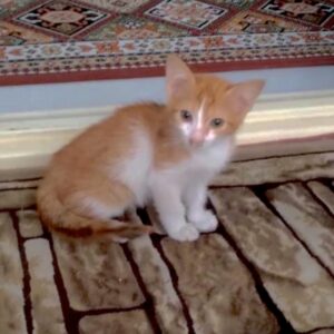 بچه گربه ۲ ماهه