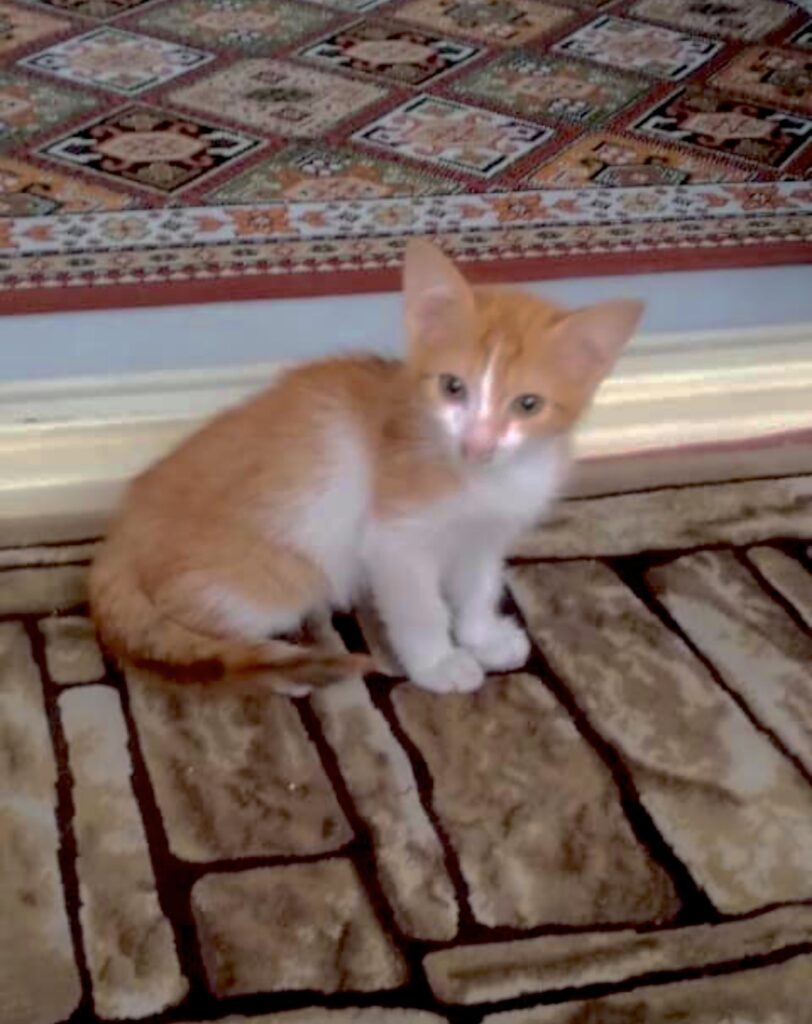 بچه گربه ۲ ماهه