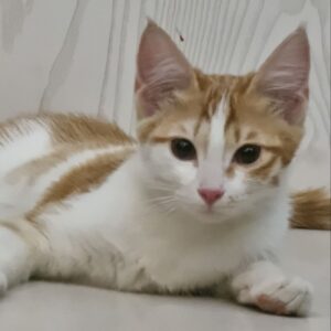 واگذاری گربه کوچولو ۳ ماهه مشهد