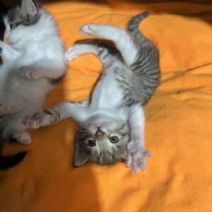 واگذاری بچه گربه های ناز و بامزه