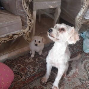 🐶 نیازمند یک خانواده‌ی مهربان برای همیشه ❤️