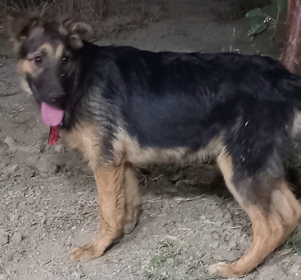سگ نگهبان