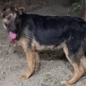 سگ نگهبان