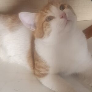 گربه خانگی واکسن انجام شده