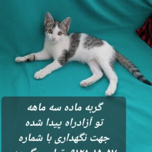 بچه گربه ماده