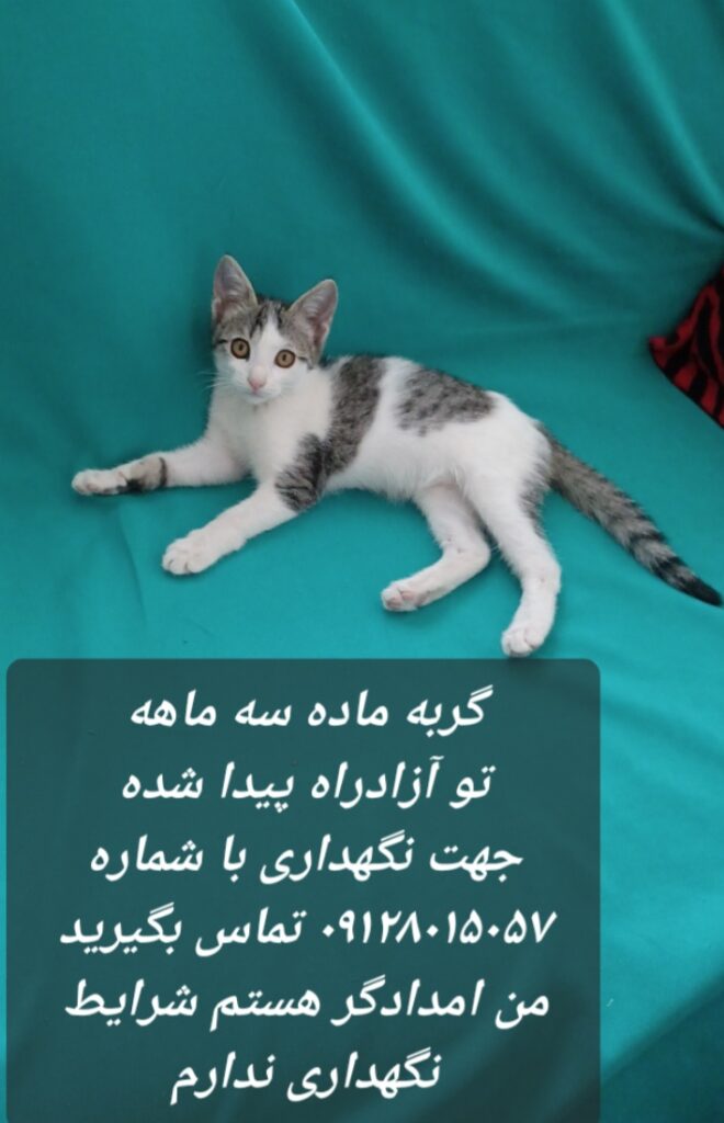 بچه گربه ماده