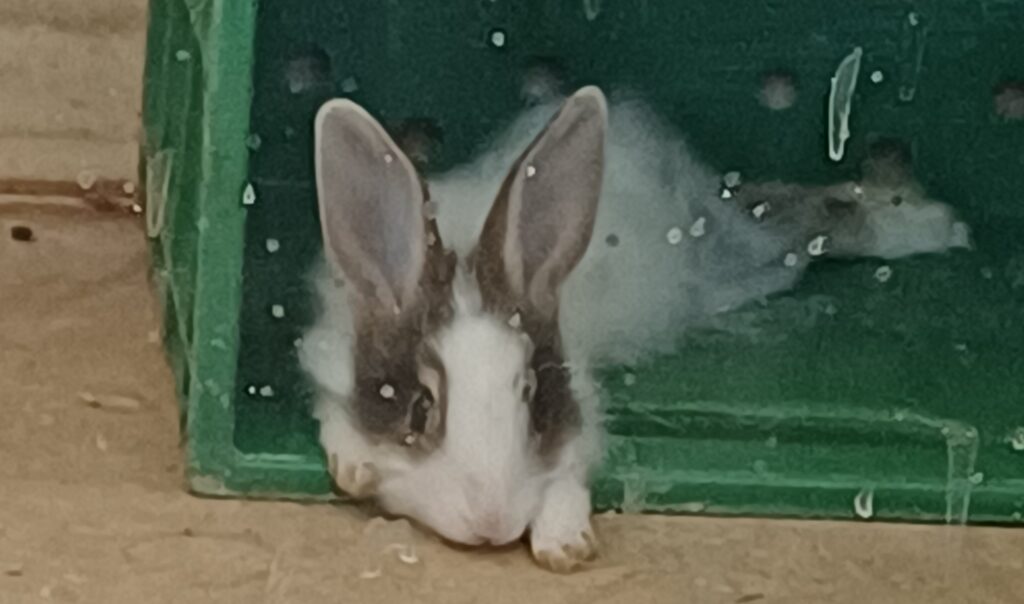 بچه خرگوش بامزه