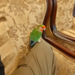 طوطی کوتوله برزیلی گمشده