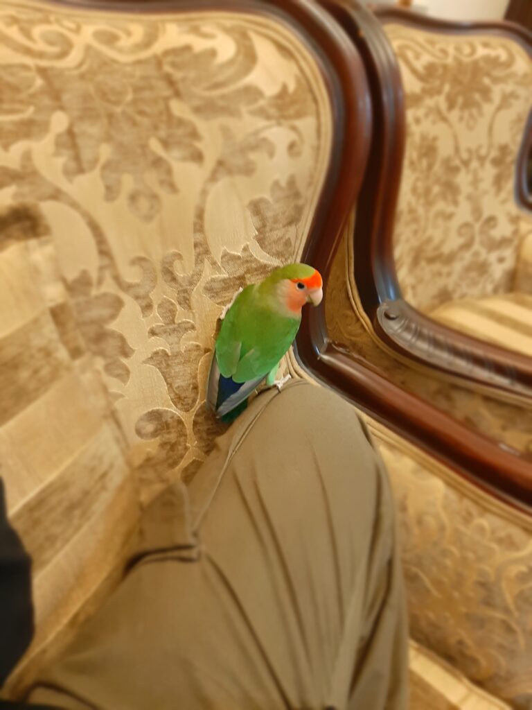 طوطی کوتوله برزیلی گمشده