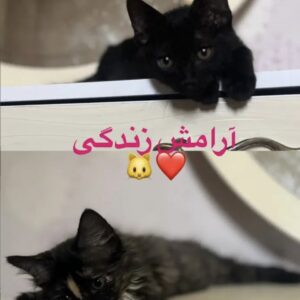 واگذاری گربه