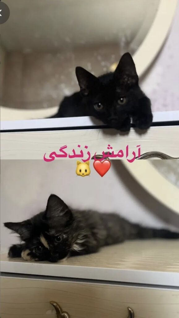 واگذاری گربه