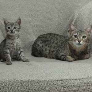 واگذاری بچه گربه ومادر