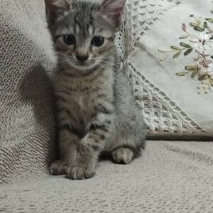گربه dshدوماهه