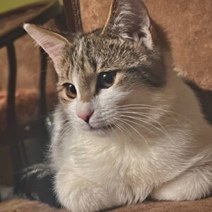 گربه ماده ۸ ماهه