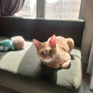 بنجی نر حدودا ده ماهه(رهاشده)