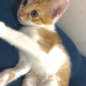 بچه گربه فوق العاده مهربون