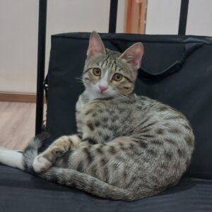 واگذاری گربه DSH