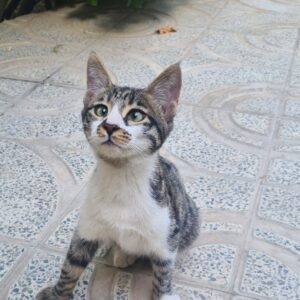 واگذاری گربه