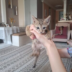 واگذاری ۳ تا بچه گربه