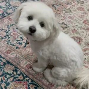 سگ با شرط عقیم سازی با هزینه شما