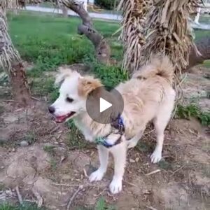 اشپیتز پسر یک ساله