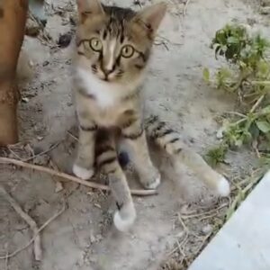 واگذاری گربه dsh از پا حس نداره