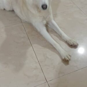 پیدا شده هاسکی سفید
