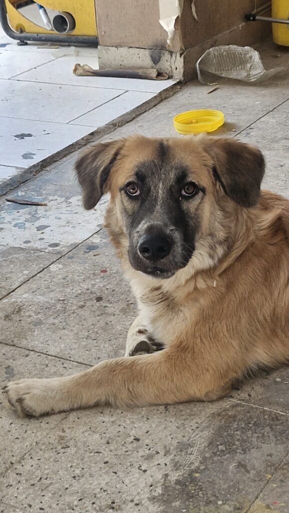 بومی پا کوتاه ماده