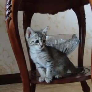 واگذاری بچه گربه
