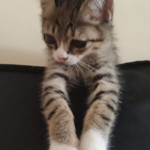 گربه نا بینا ولی بامزه