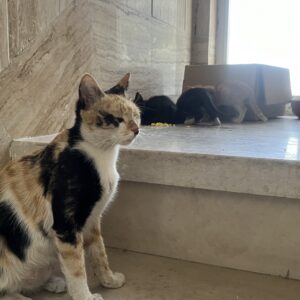 واگذاری گربه رایگان