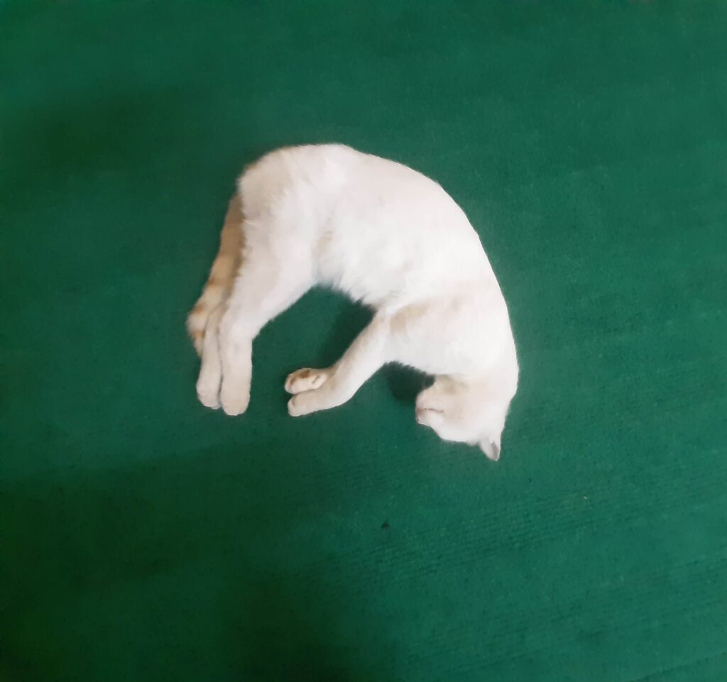 گربه ی گمشده