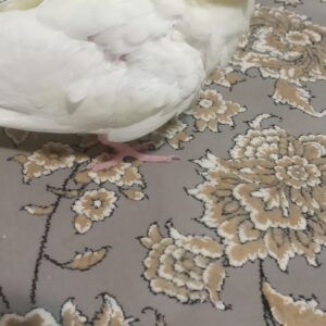 عروس هلندی گم شده