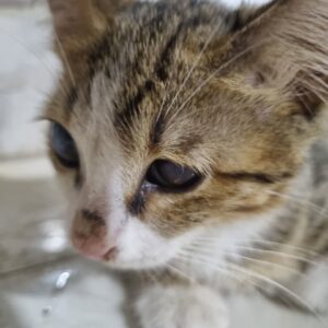 بچه گربه دوماهه کم بینا
