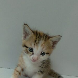 واگذاری ۵عدد بچه گربه