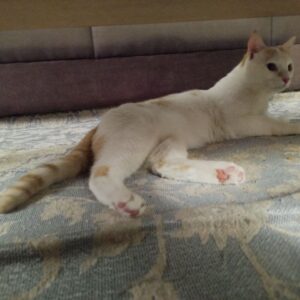 واگذاری گربه ی یک ساله