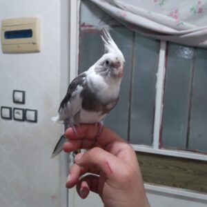 عروس هلندی
