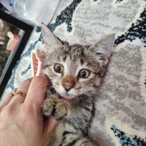 بچه گربه دوماهه