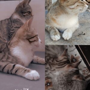گربه و ۲ بچه هاش