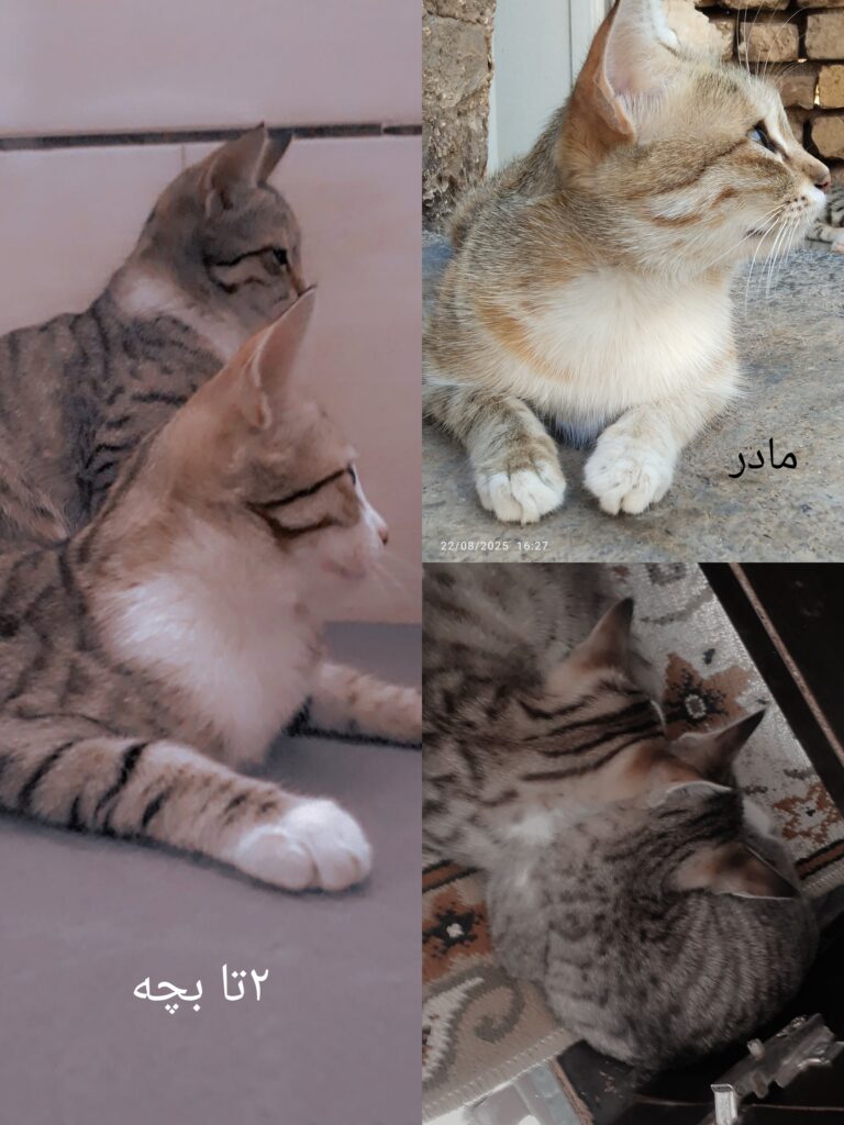 گربه و ۲ بچه هاش