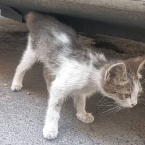 سپردن موقت بچه گربه به مدت ده روز برای درمان چشم