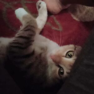 گمشده