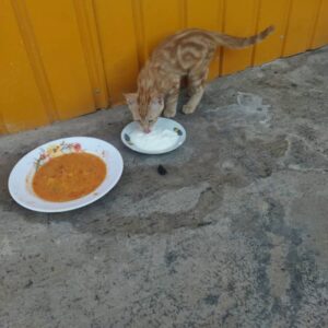 واگذاری رایگان سه تا بچه گربه سه ماهه