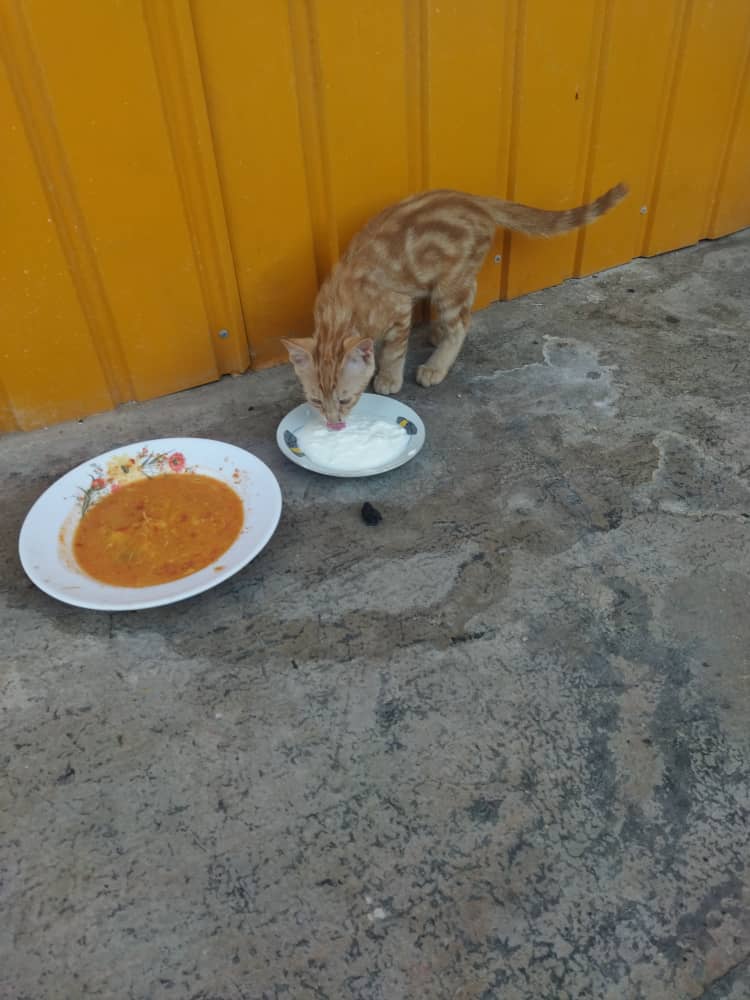 واگذاری رایگان سه تا بچه گربه سه ماهه