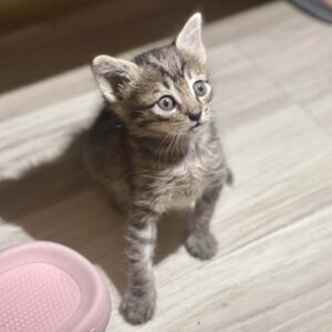 بچه گربه یک ماه ملوس