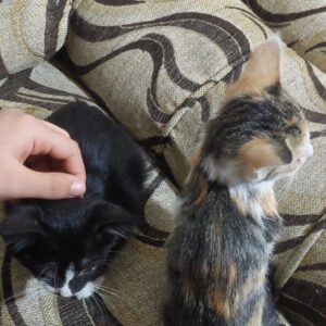 واگزاری 2 بچه گربه DSH