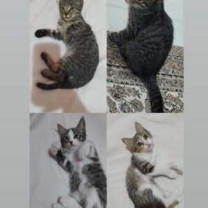 4 عدد بچه گربه
